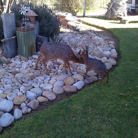 Grysbok Self Catering Accommodation Oudtshoorn Eksteriør billede