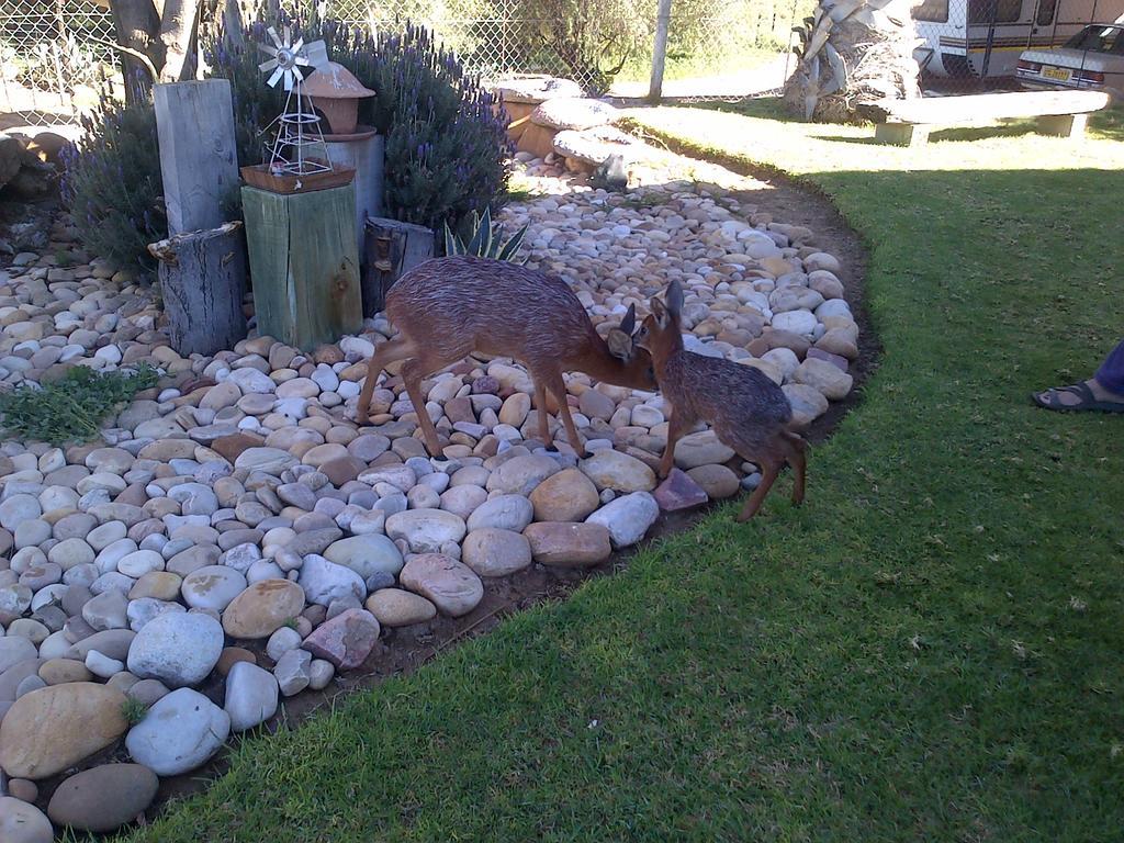 Grysbok Self Catering Accommodation Oudtshoorn Eksteriør billede