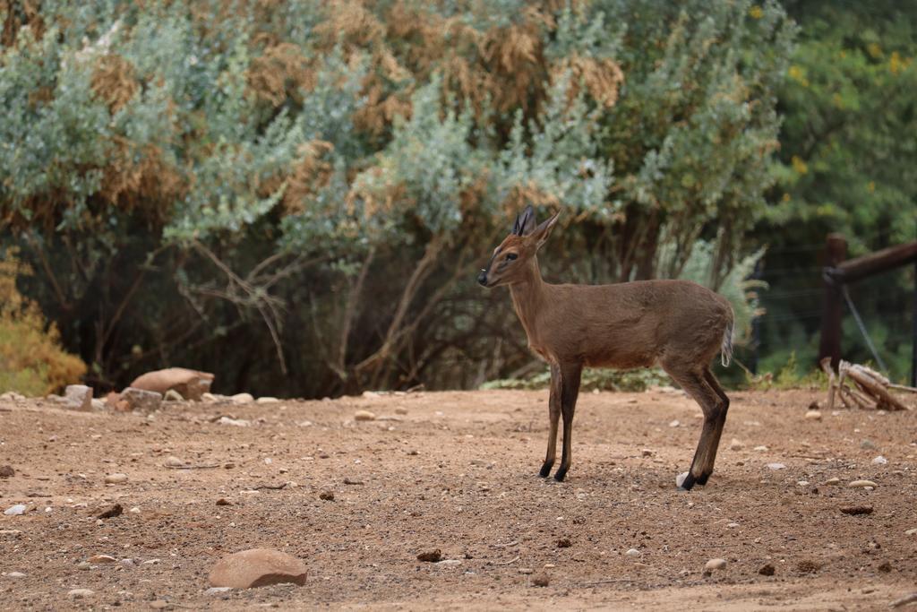 Grysbok Self Catering Accommodation Oudtshoorn Eksteriør billede